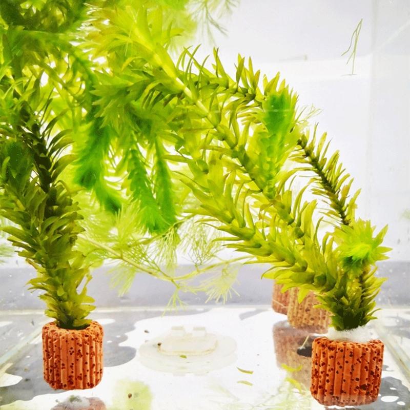 Emersed Plants Aquarium - Bể cá QX2E giữ cây trồng