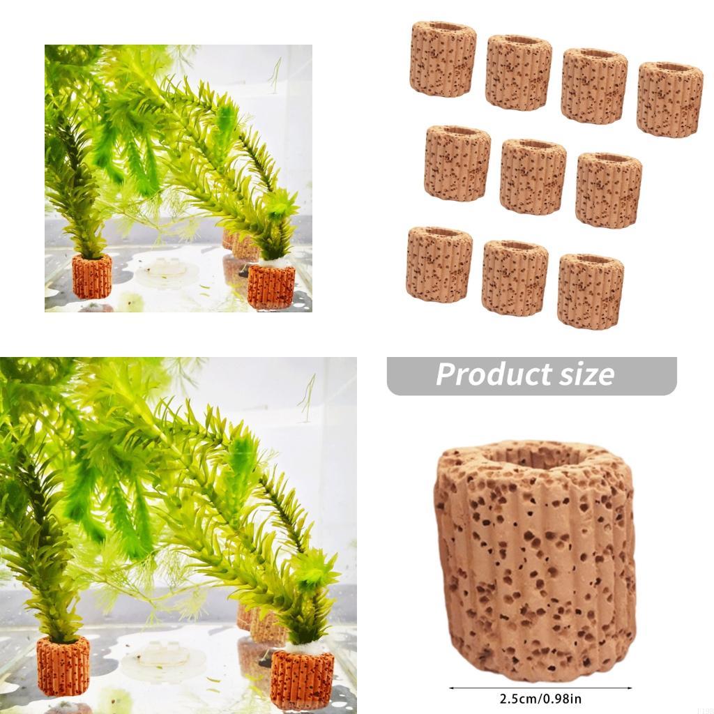 Emersed Plants Aquarium - F19B Bể Cá Thực Vật Giữ