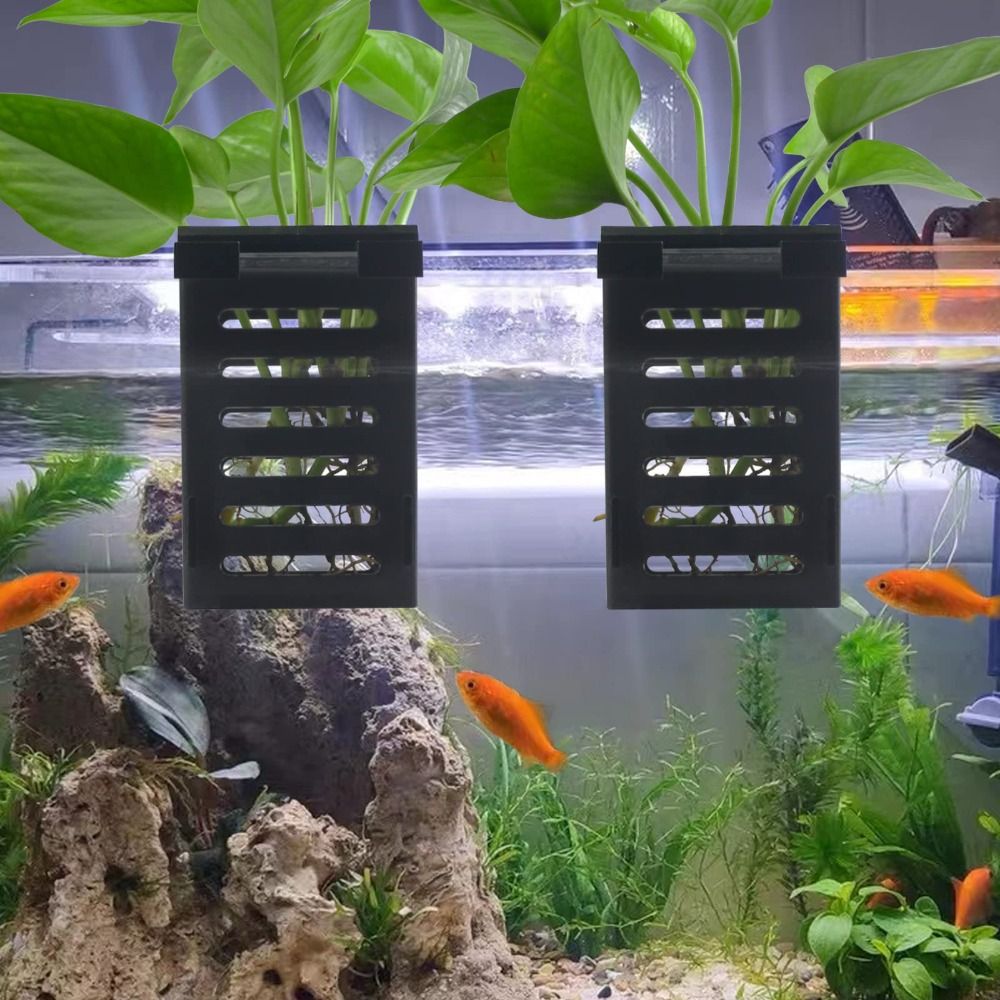 Water Plant Landscape Aquarium - đánh giá và giá Emersed Plants Aquarium