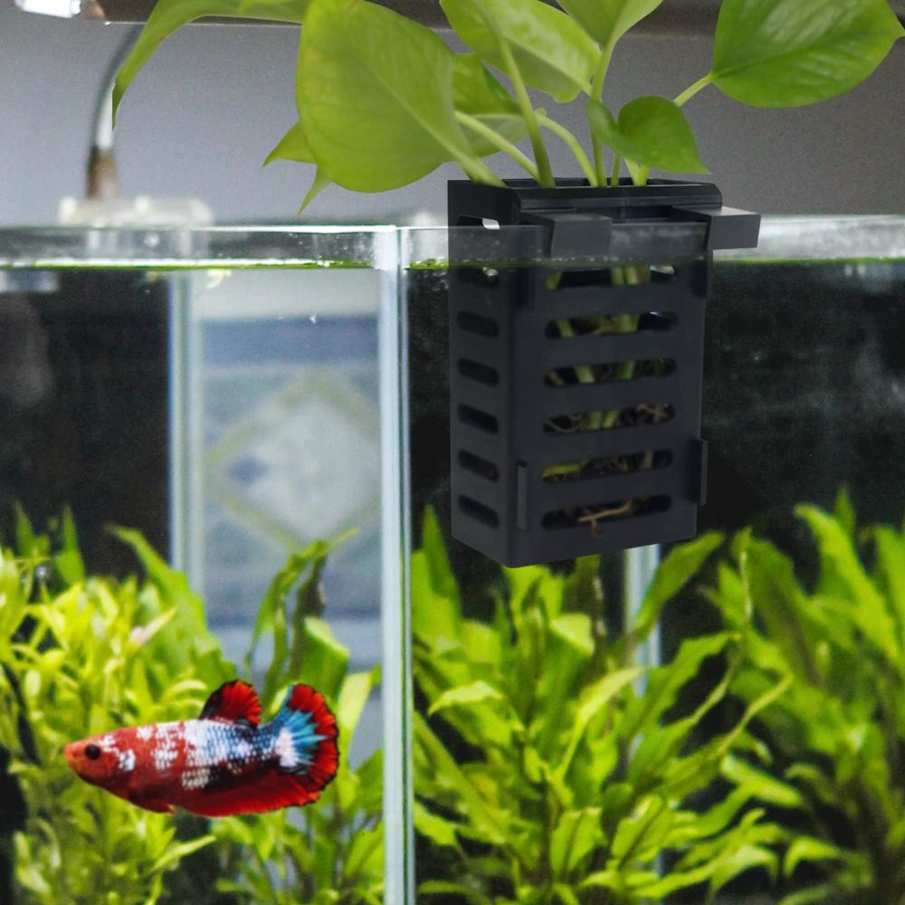 Water Plant Landscape Aquarium - đánh giá và giá Emersed Plants Aquarium