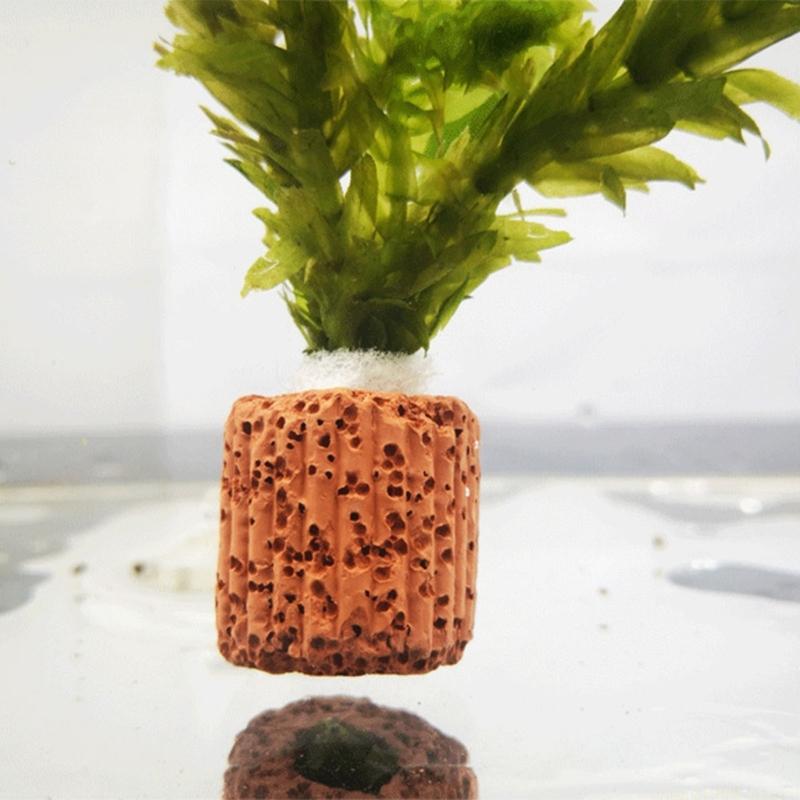 Bể cá QX2E giữ cây trồng để tr - đánh giá và giá Emersed Plants Aquarium