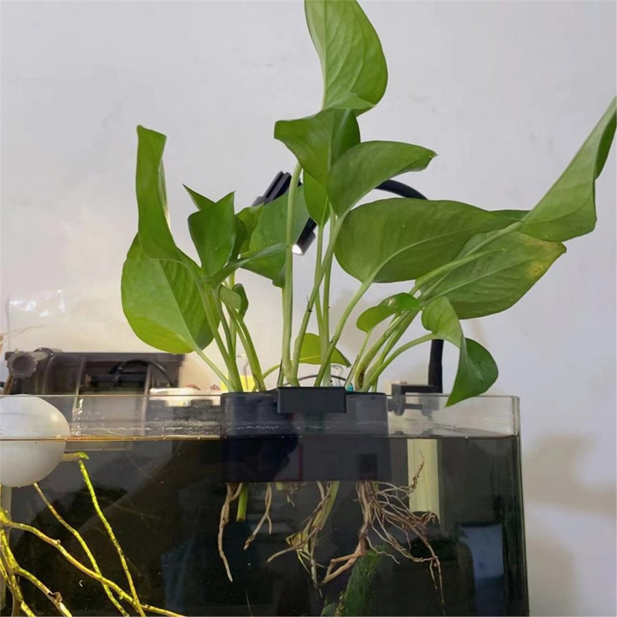 (ABAB) Aquarium Plant Holder A - đánh giá và giá Emersed Plants Aquarium
