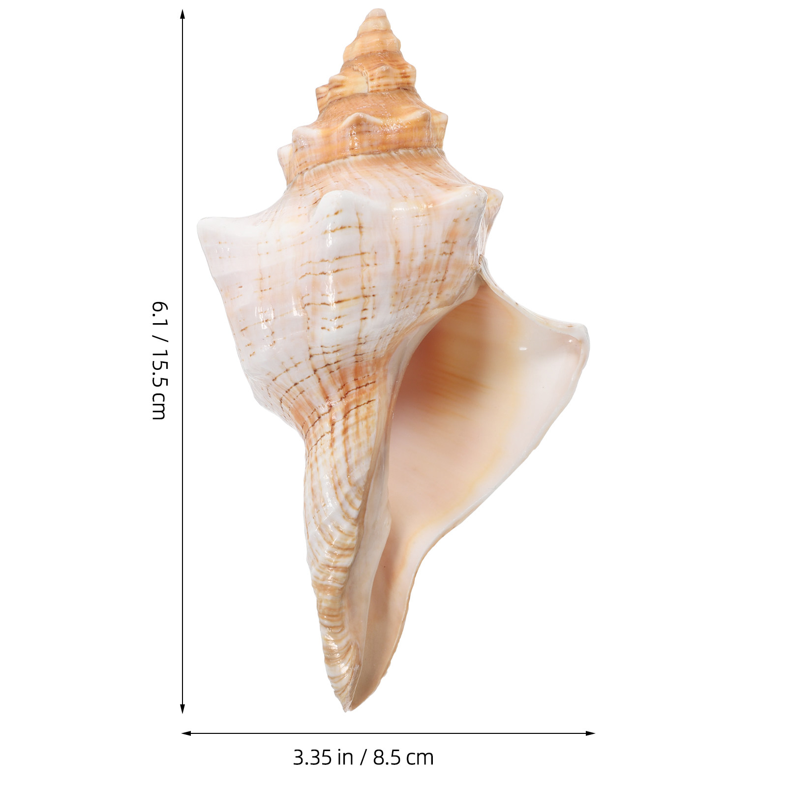 Natural Giant Conch Shell with - đánh giá và giá Planted Aquarium Photos