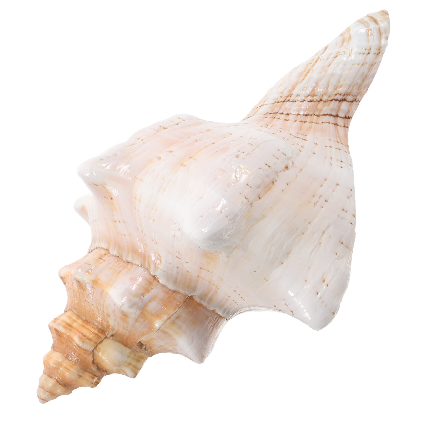 Natural Giant Conch Shell with - đánh giá và giá Planted Aquarium Photos
