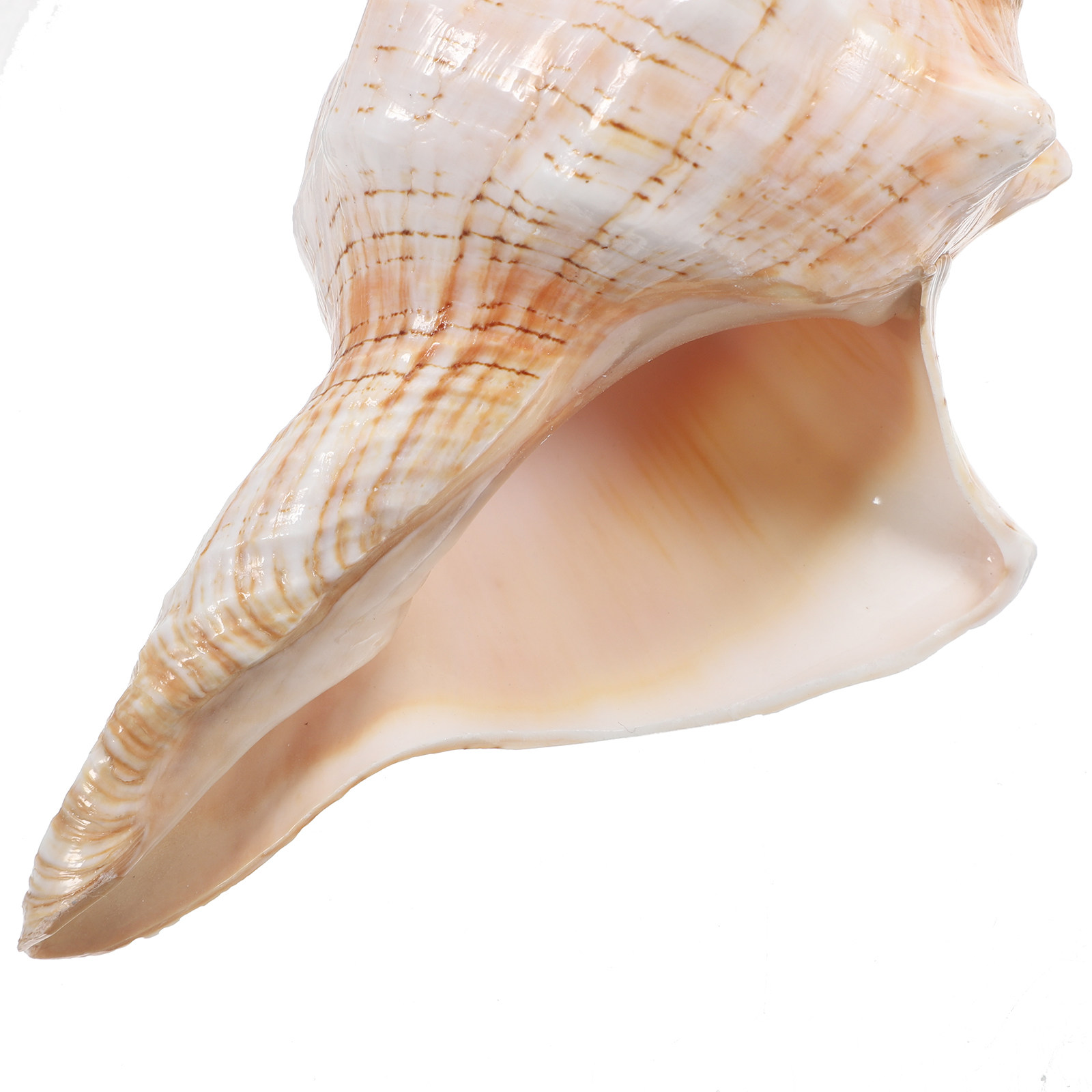 Natural Giant Conch Shell with - đánh giá và giá Planted Aquarium Photos