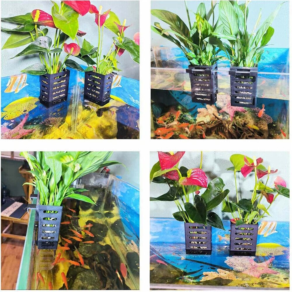 Water Plant Landscape Aquarium - đánh giá và giá Emersed Plants Aquarium
