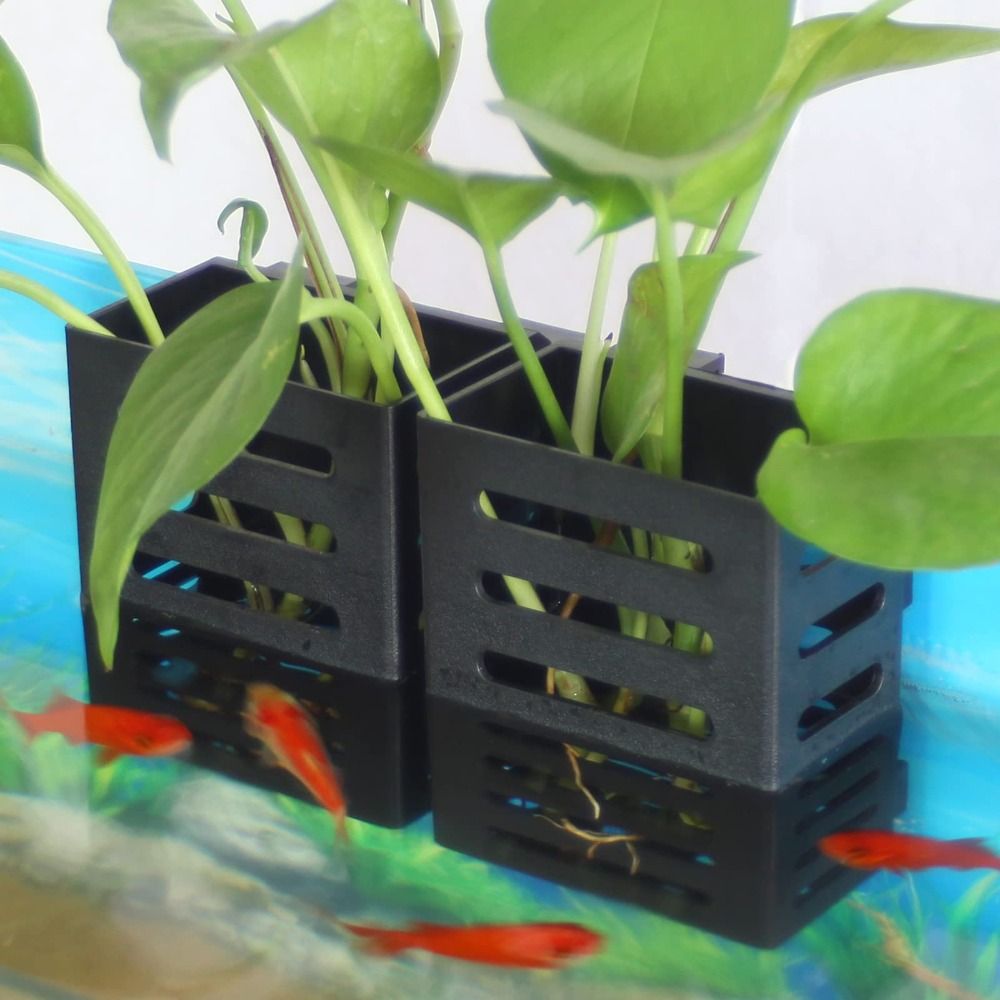 Water Plant Landscape Aquarium - đánh giá và giá Emersed Plants Aquarium