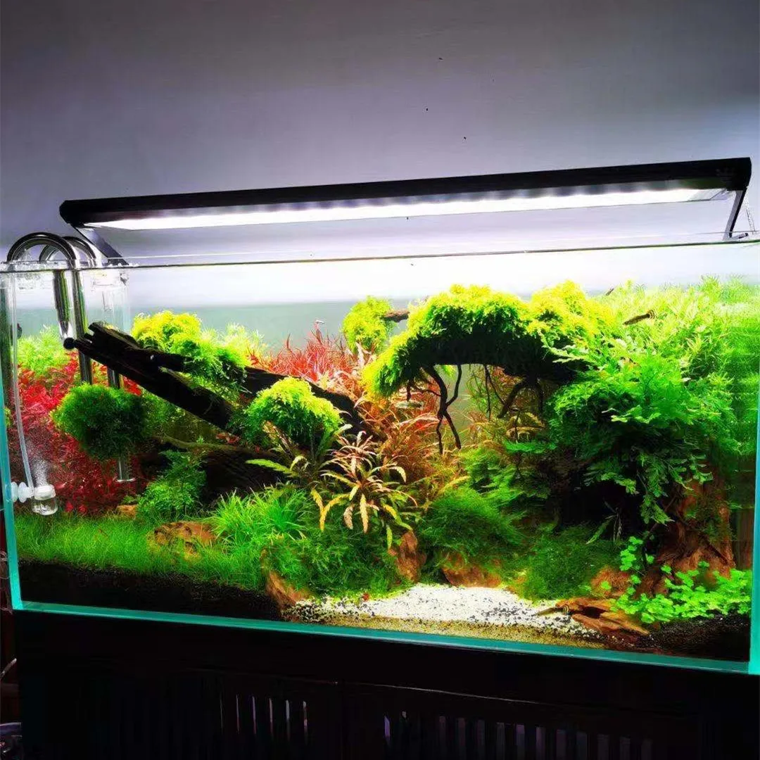 WEEK AQUA P Series Aquarium Fu - đánh giá và giá Aquarium Plant On Top