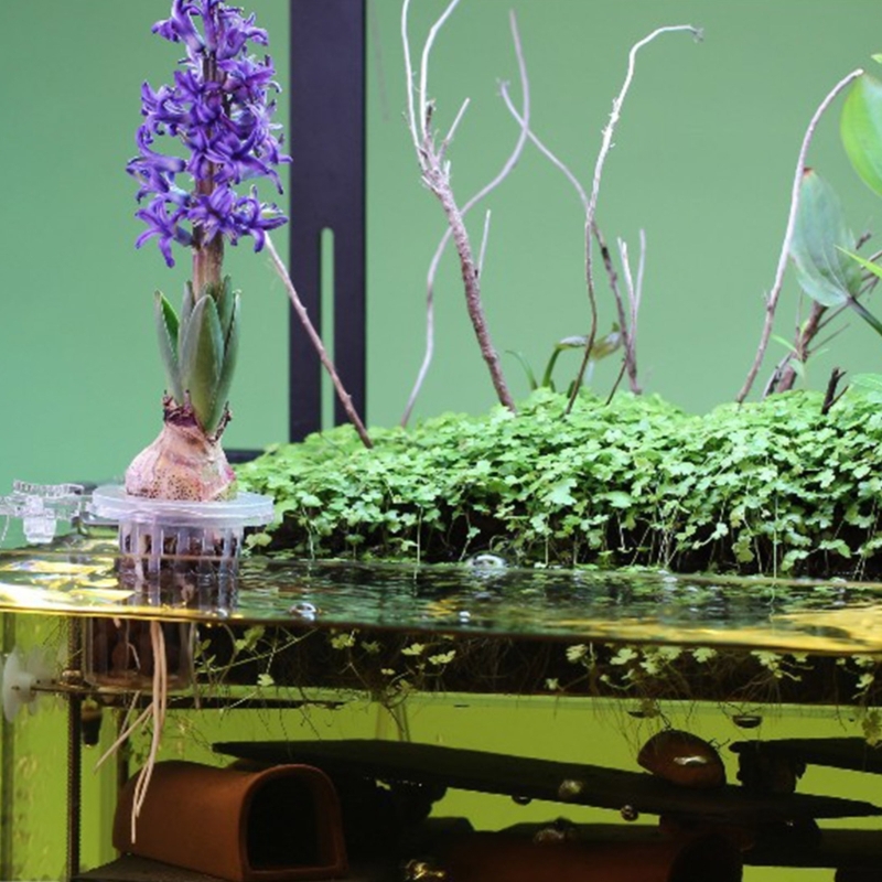 Aquariums Plant Stand Plant Cu - đánh giá và giá Emersed Plants Aquarium