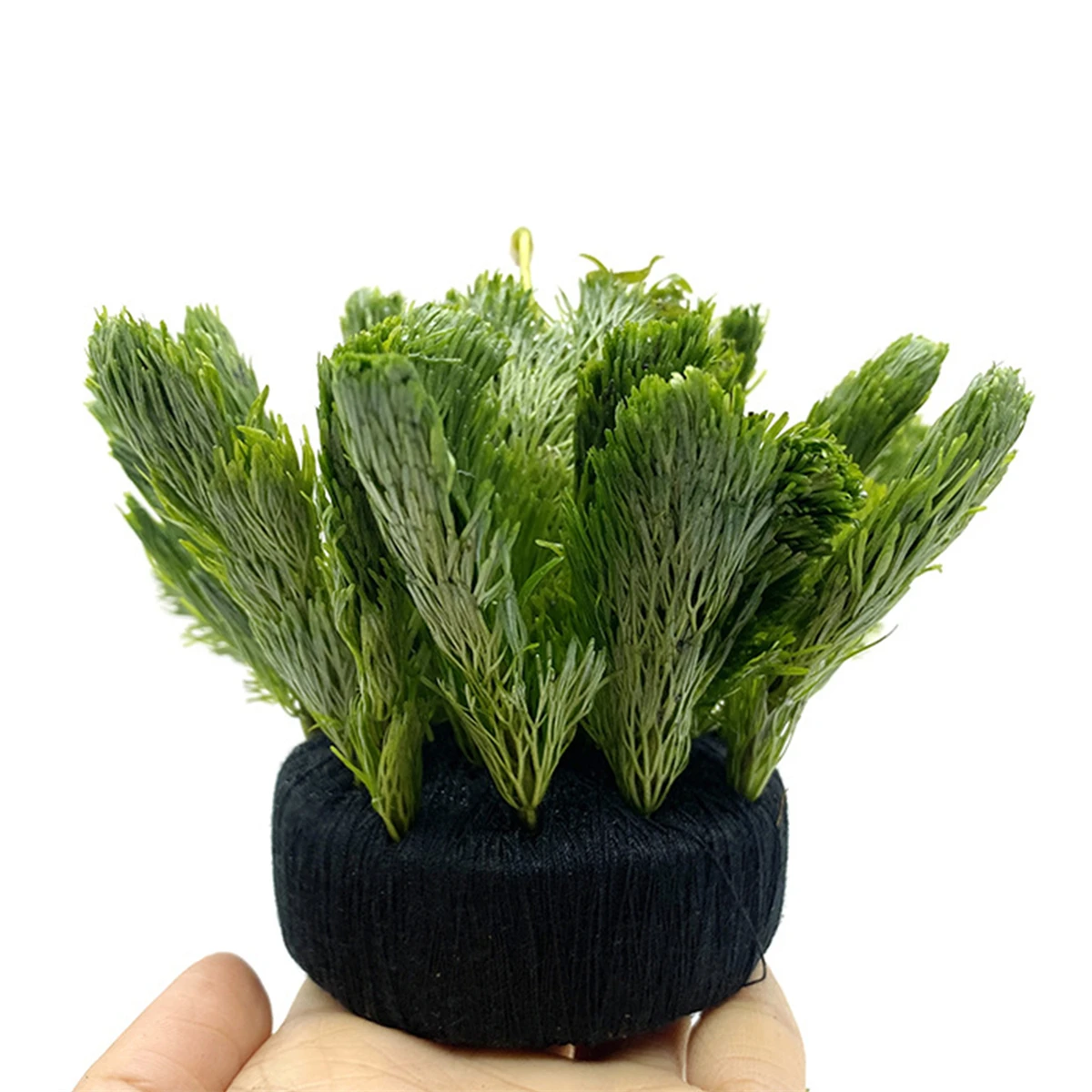 5Pcs Black Fish Tank Water Gra - đánh giá và giá Aquarium Planted Substrate